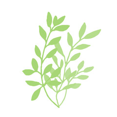 背景白の手描きの草木イラスト Set hand drawn white isolated background. Botanical illustration. Decorative Botanical picture.