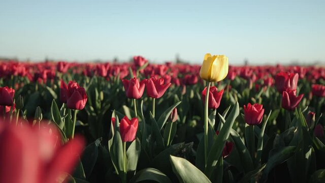 A yellow tulip standing out in a field of red tulips