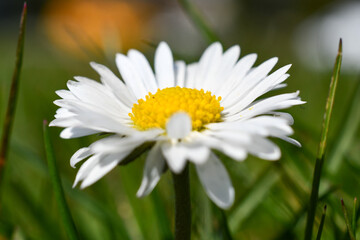 Fototapeta premium daisy in the grass