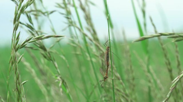 Two mosquitos intercourse on blade of grass.