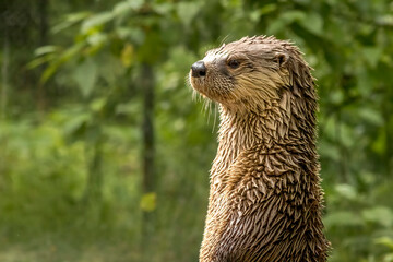 North American river otter standing tall against a tree background