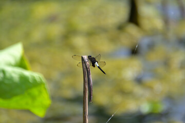 ハスの枯れ茎にとまったコシアキトンボ