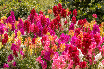 Colorful snapdragon blooms in the spring garden
