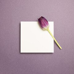 White memo pad and purple tulip flower on purple background. top view, copy space