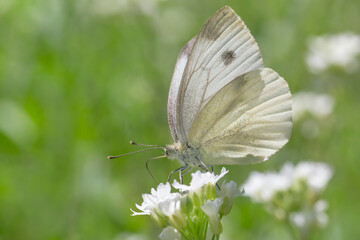 close up of white cabbage butterfly sitting on white flower
