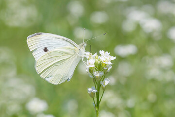 close up of white butterfly sitting on flower