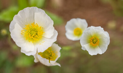 Field of white poppy flowers on light green leaves background. Top view.
