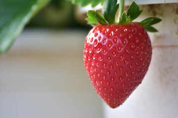 Strawberries on a strawberry plant on a strawberry plantation
