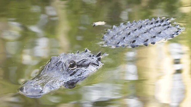 black alligator reptile resting in water
