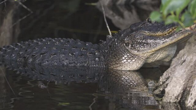 scary black alligator reptile raising and lowering body in water