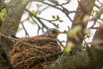 Thrush fieldfare, Turdus pilaris, sits in a nest