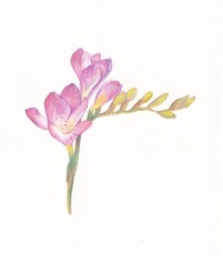 hand drawn flowers. Freesia drawing with water-soluble colour pencils. Hand drawing.