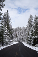 Obraz premium Wandering Road Through the Snow Covered Trees