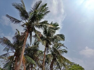 coconut trees in villages after cyclone