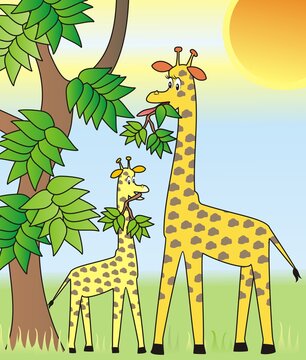 two giraffes in nature, cute vector illustration, the animals feed on the leaves of the trees	
