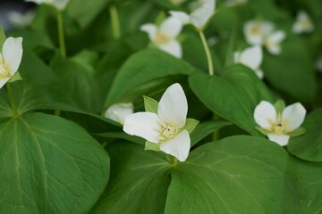 山地に生えるエンレイソウの白い花