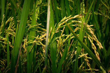 Obraz premium Wheat before harvest