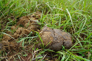 Close up elephant dung on the grass in the middle of a field in the forest