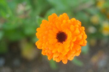 朝日に照らされたキンセンカの花