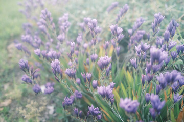 淡い光に照らされたバビアナの花畑