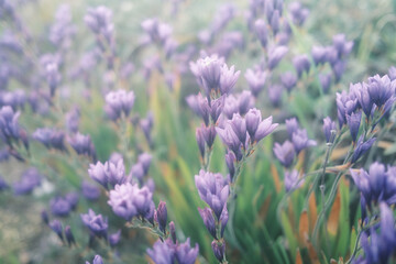 淡い光に照らされたバビアナの花畑