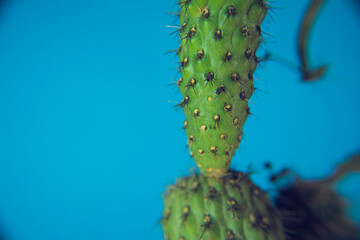 Naklejka premium cactus