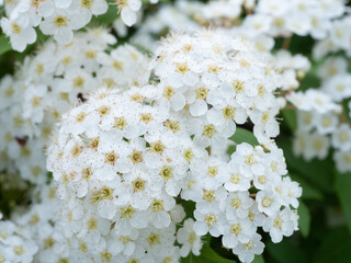 コデマリの小さく白い花が咲いている