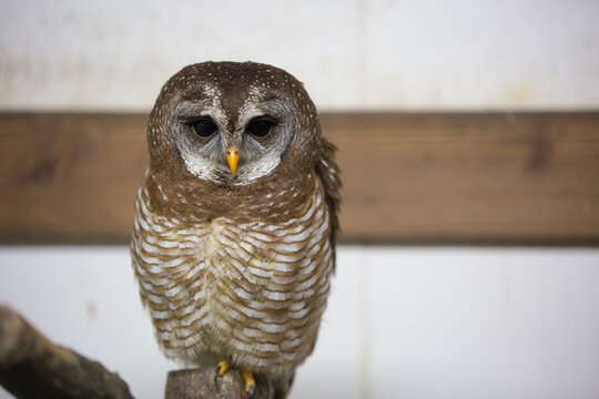 アフリカヒナフクロウ Images – Browse 4 Stock Photos, Vectors, and