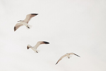 Three Seagulls