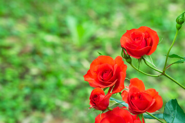 バラ園の満開の薔薇の花