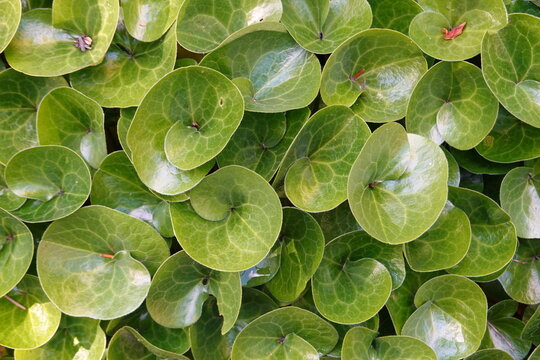 Asarabacca Leaves. The upper surface of the leaves is shiny and they have a pepper-like taste and smell.