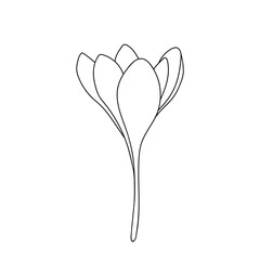Vector illustration of single simple crocus saffron flower icon drawn by line. Closed bud