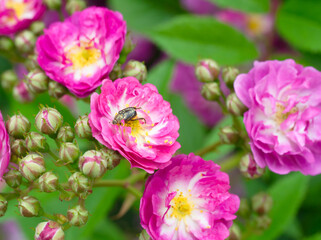 Fototapeta na wymiar バラ園の満開の薔薇の花にコガネムシ