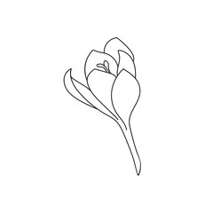 Vector illustration of a single crocus saffron flower drawn with a stroke. Botanical illustration vector bud of expensive spice