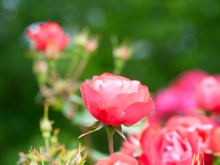 バラ園の満開の薔薇の花