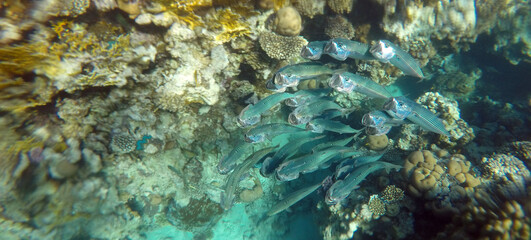 Fototapeta na wymiar Stunning undersea coral reef view, Red Sea, Egypt, Sharm El Sheikh