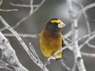 Sax-Zim Bog Evening Grosbeak