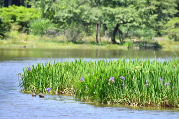 平池のかきつばたの花