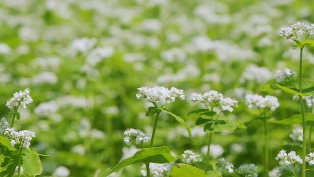 Close-up of buckwheat flowers swaying in the wind. Jeju Island.