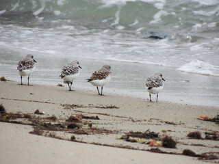 Sandpipers Watching Waiting