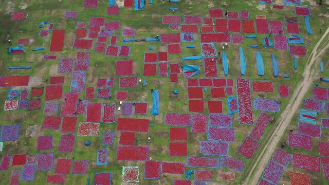 Aerial view of red chili for drying in field in Dhaka countryside, Bangladesh.