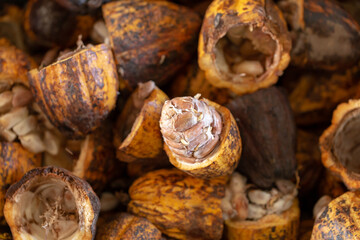 Cacao fruit, raw cacao beans and Cocoa pod background