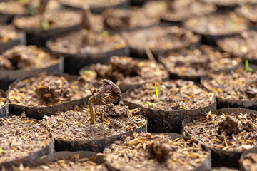Cocoa trees is growing new on the farm