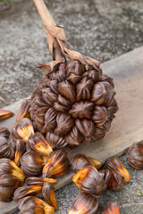 nypa palm fruit in Thailand, close up of nypa seed in nature