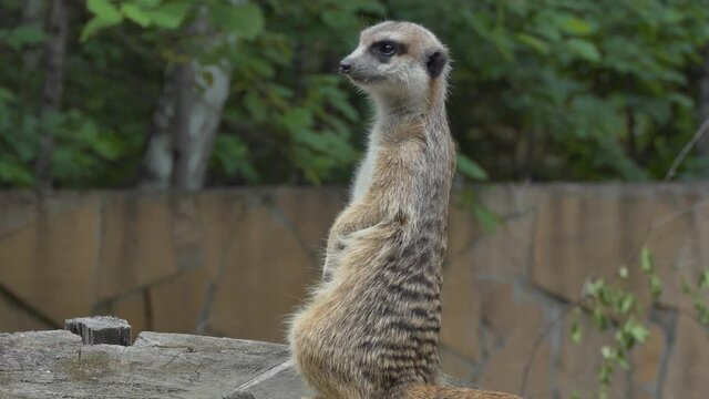Animals. The head of a flinching meerkat that guards its relatives. Close-up. Novosibirsk Zoo.