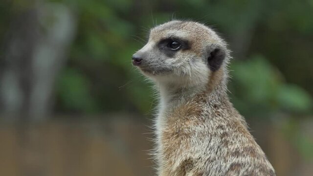 Animals. The head of a flinching meerkat that guards its relatives. Close-up. Novosibirsk Zoo.
