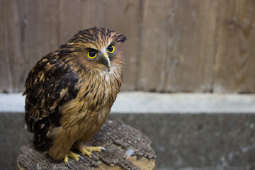 マレーウオミミズク　横