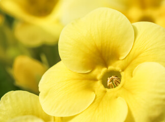 Naklejka na ściany i meble Blooming yellow primrose in the spring garden.