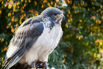 ヨゲンノスリ全身