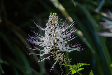 Cats Whiskers flower